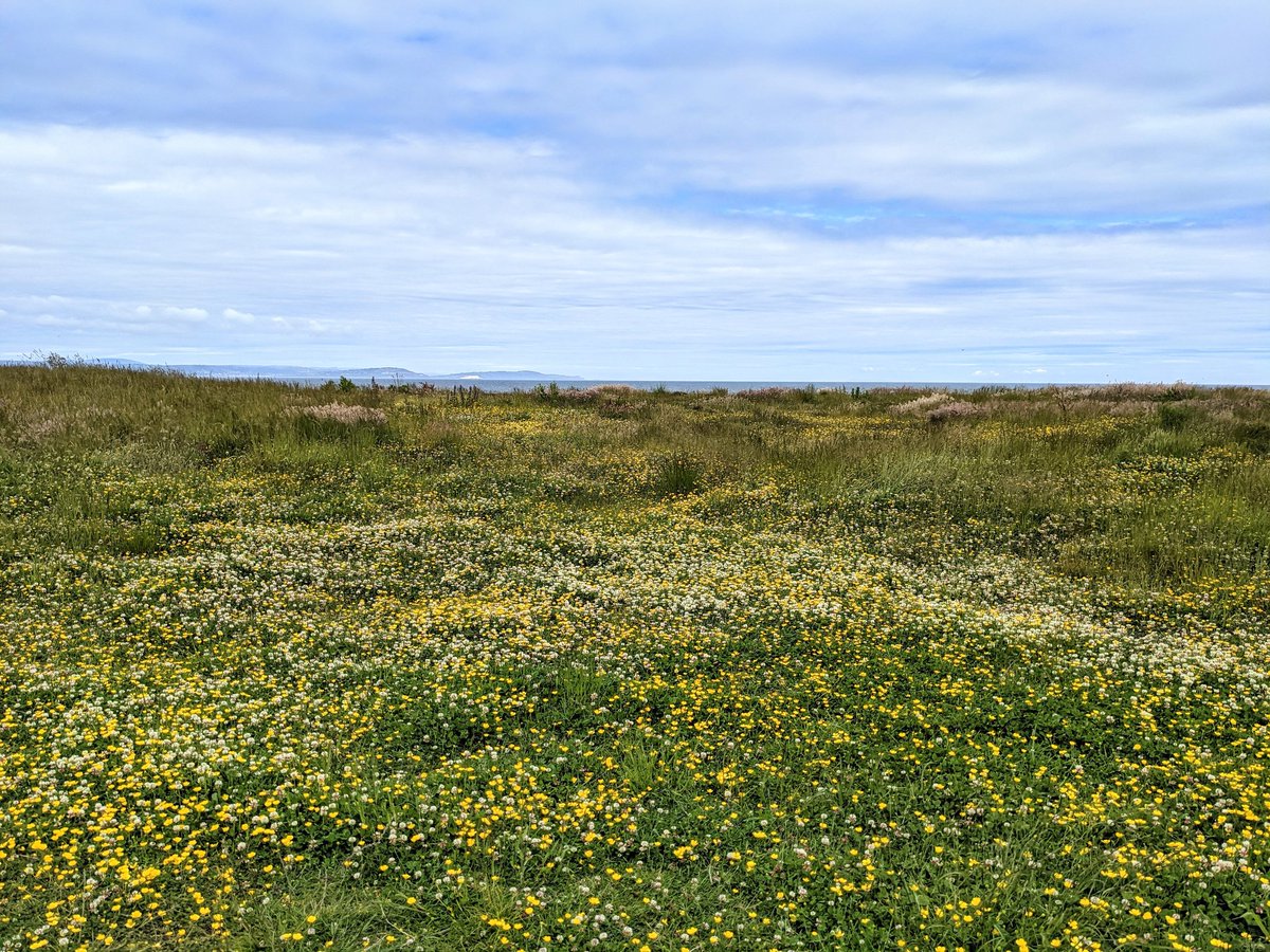 Gems at Orlock Point today <a href="/NationalTrustNI/">National Trust NI</a> 💚💚