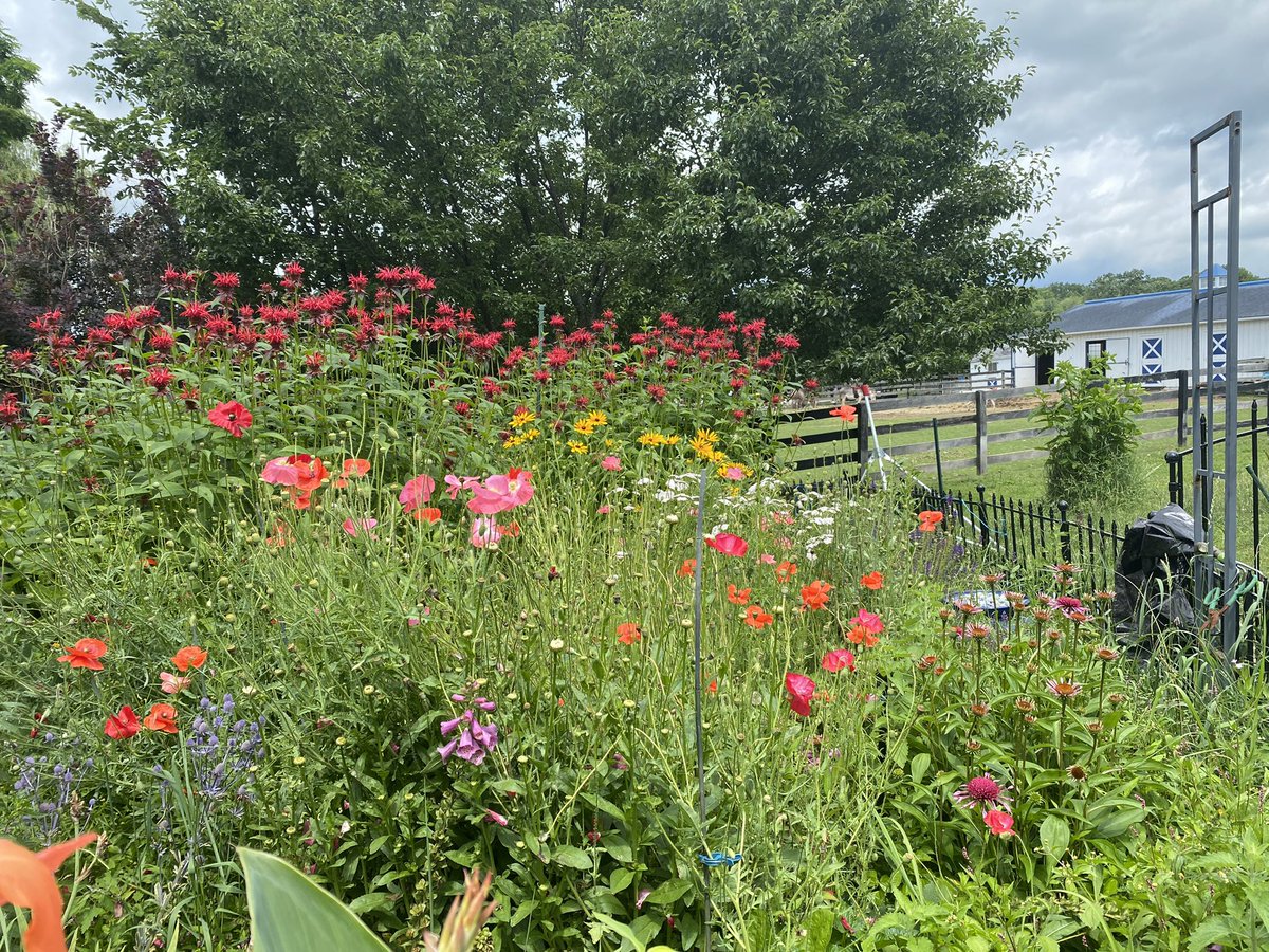 Pollinator garden #nature #pollinators #savethebees #Savethemonarchs #Saturday