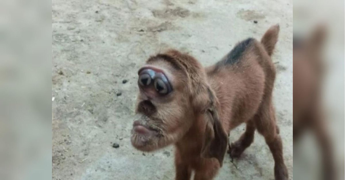 обезьяна и коза. смешных животных. обезьяна и коза. коза и обезьяна фото. обезьяна и коза.