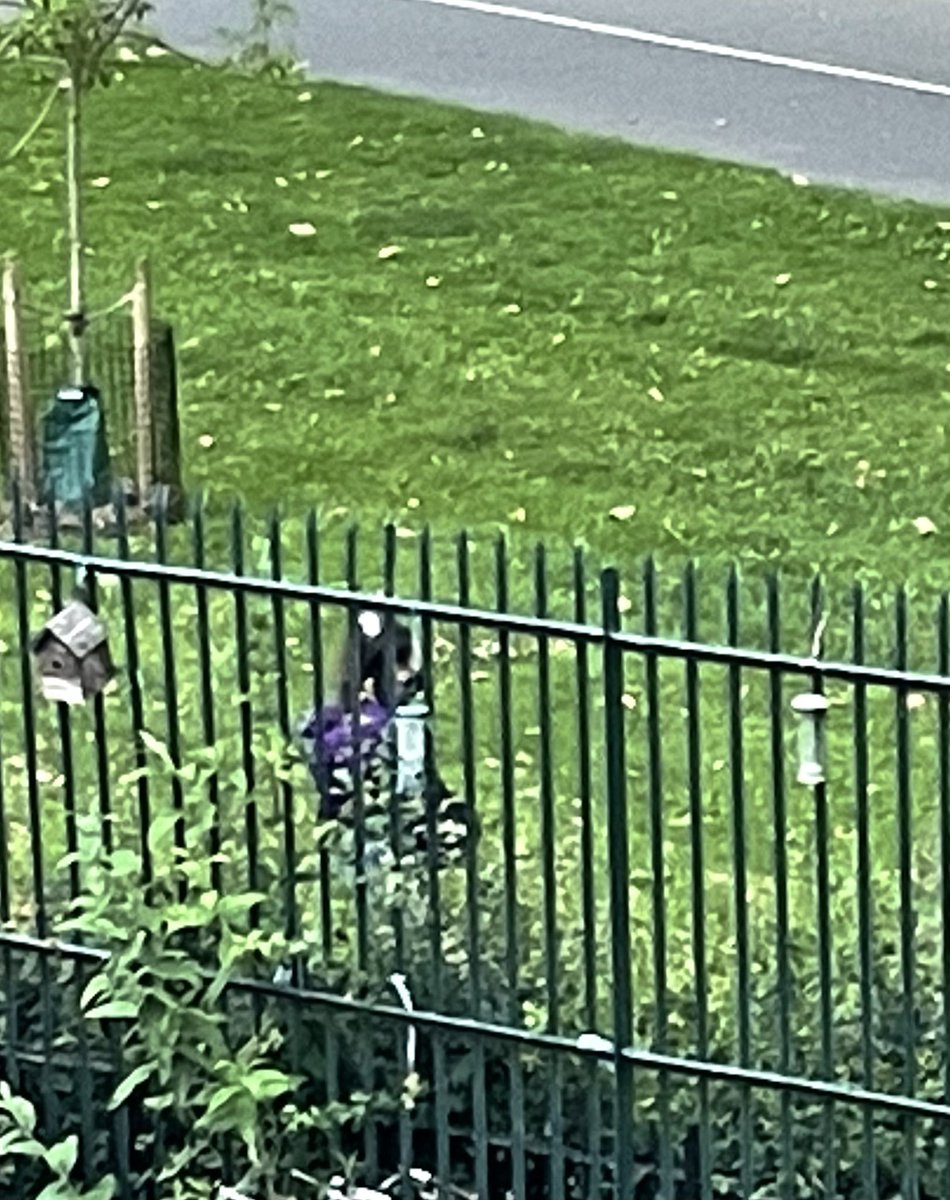 KidsDiverse's tweet photo. Please use the public toilets and do not urinate outside our window. Continuing #antisocialbehaviour in #londonfields. @mayorofhackney @hackneycouncil @MPSLondonfields @MPSHackney @HackneyLFUG @HackneyAbbott @PHE_uk https://t.co/d3IedBxsRI