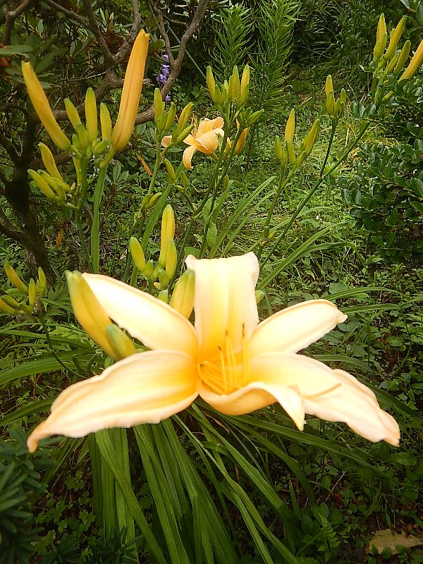 ブーさん ブー爺 キスゲ 黄菅とカンゾウ 甘草 萱草 ユリ科ワスレグサ属 ヤブカンゾウ 写真 ノカンゾウ エゾカンゾウ 釧路湿原 サロベツ原野等 ニッコウキスゲと同種認識 トビシマカンゾウ 佐渡大野亀 山形飛島等 ヒメカンゾウ