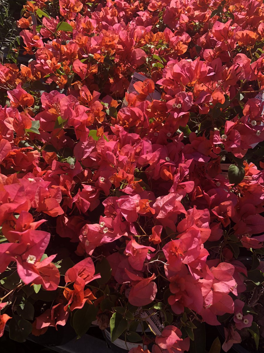 Happy Saturday from 1083 😊 <a href="/NoemiCeja4/">Noemi Ceja</a> <a href="/VelaSulema/">Sulema Vela</a> <a href="/claudia89065785/">ClaudiaAbril</a> <a href="/BobbyMa35104646/">Bobby Marks</a> @priscilla_1083 <a href="/MikeGomezHD1083/">Mike Gomez</a> <a href="/Mike85299005/">Mike</a> <a href="/mjs199/">Michael Serrano</a>