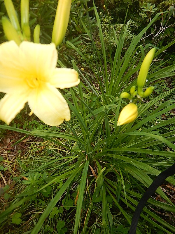 ブーさん ブー爺 キスゲ 黄菅とカンゾウ 甘草 萱草 ユリ科ワスレグサ属 ヤブカンゾウ 写真 ノカンゾウ エゾカンゾウ 釧路湿原 サロベツ原野等 ニッコウキスゲと同種認識 トビシマカンゾウ 佐渡大野亀 山形飛島等 ヒメカンゾウ