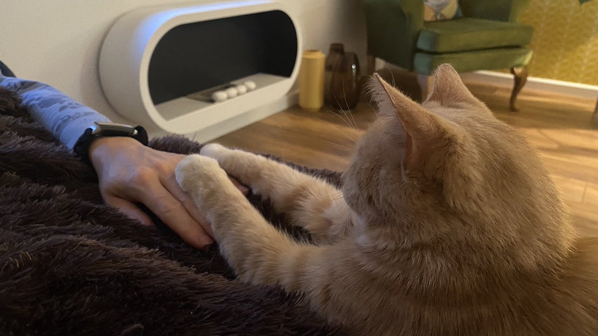 erics_escapades's tweet photo. Cosy Saturday sofa time with Mammy π» #Catlovers #catsoftwitter #catsontwitter #cats #catsoftheday #catlife #catlove #gingercats #lovecats #cutecat #adoptdontshop #bemoreeric #sofasaturday https://t.co/etkJ5ZRcG3