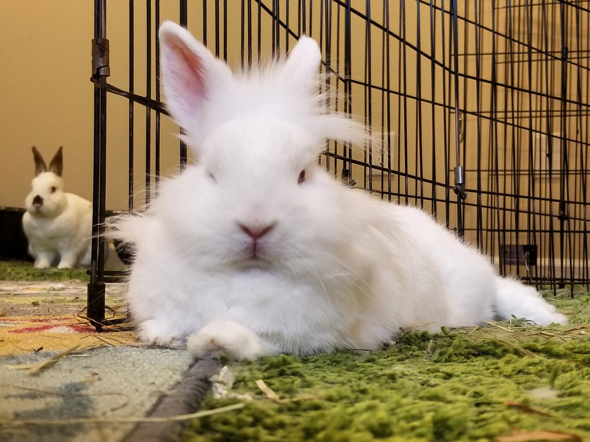 Special Bunny tweet media