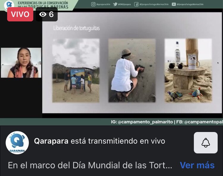 ONG QARAPARA Tortugas Marinas Chile tweet media