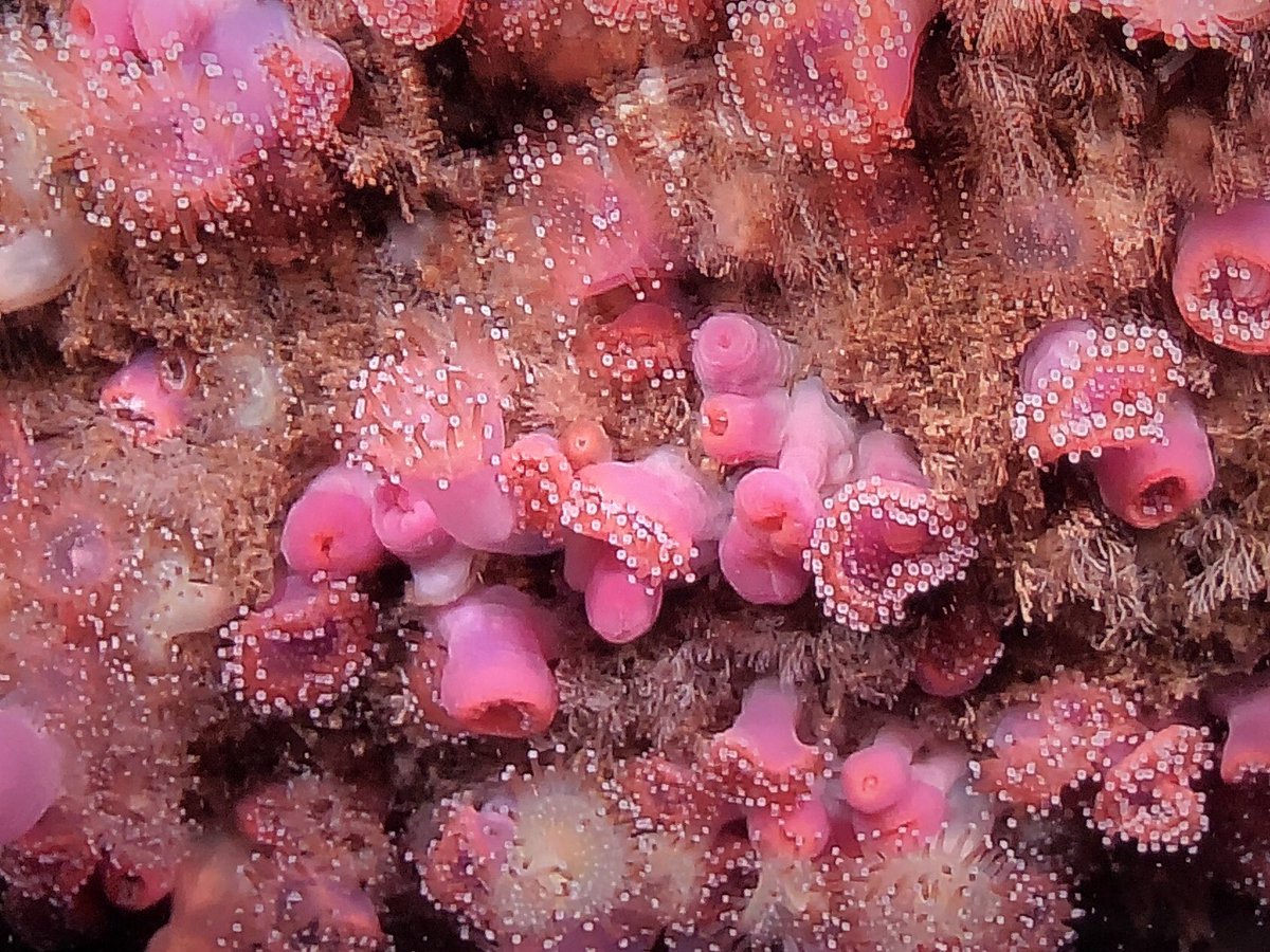 Down in the Jewel Anemones at 40m depth, Hand Deeps today #PlymDeeps21 #UKBiodiversity