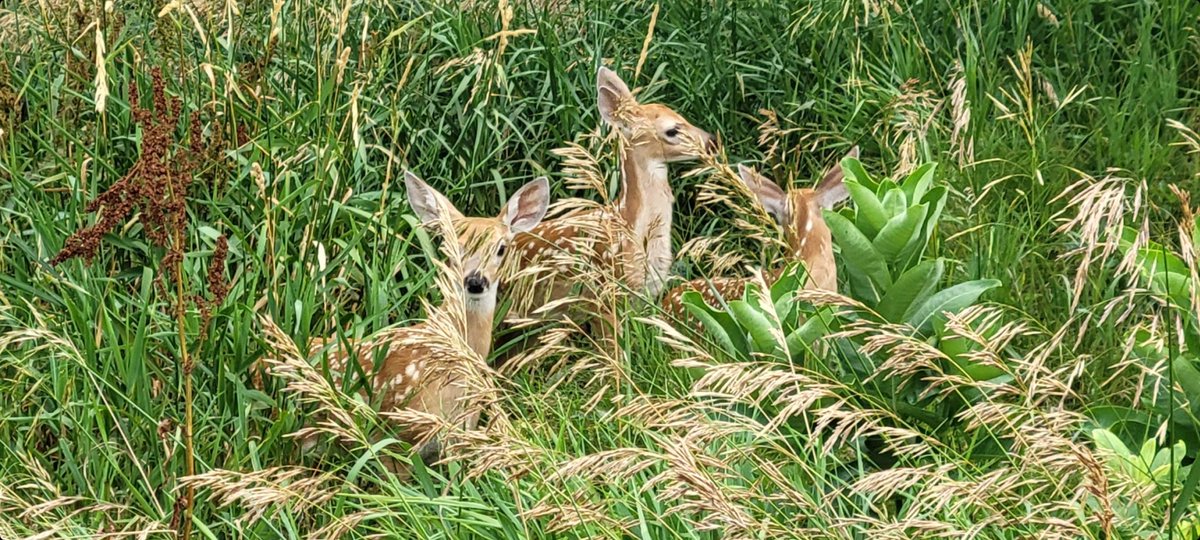 JanetETidman's tweet photo. Man, did I just stumble upon Triplets this afternoon?!?! A rare sight!!! I scared one away. #deer #wildlife #corncountry 🦌🦌🦌 https://t.co/gh1lazRpfS