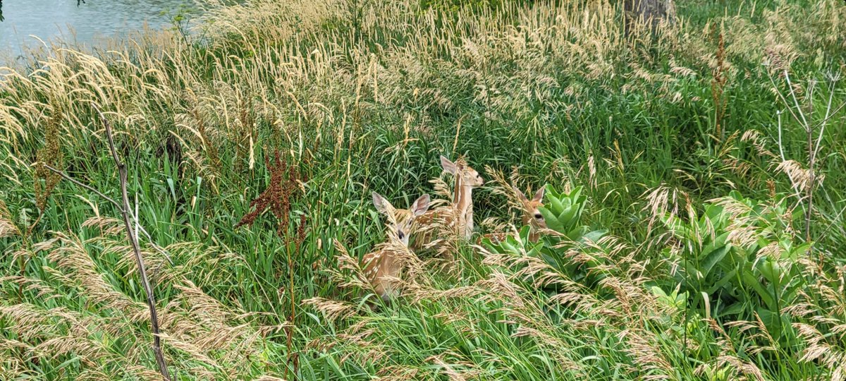 JanetETidman's tweet photo. Man, did I just stumble upon Triplets this afternoon?!?! A rare sight!!! I scared one away. #deer #wildlife #corncountry 🦌🦌🦌 https://t.co/gh1lazRpfS