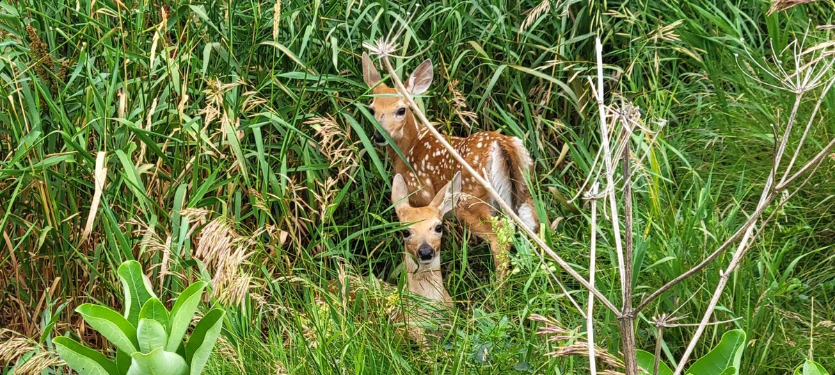 JanetETidman's tweet photo. Man, did I just stumble upon Triplets this afternoon?!?! A rare sight!!! I scared one away. #deer #wildlife #corncountry 🦌🦌🦌 https://t.co/gh1lazRpfS