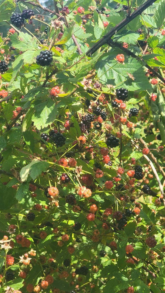 Cockycaster's tweet image. #peeStop #treats