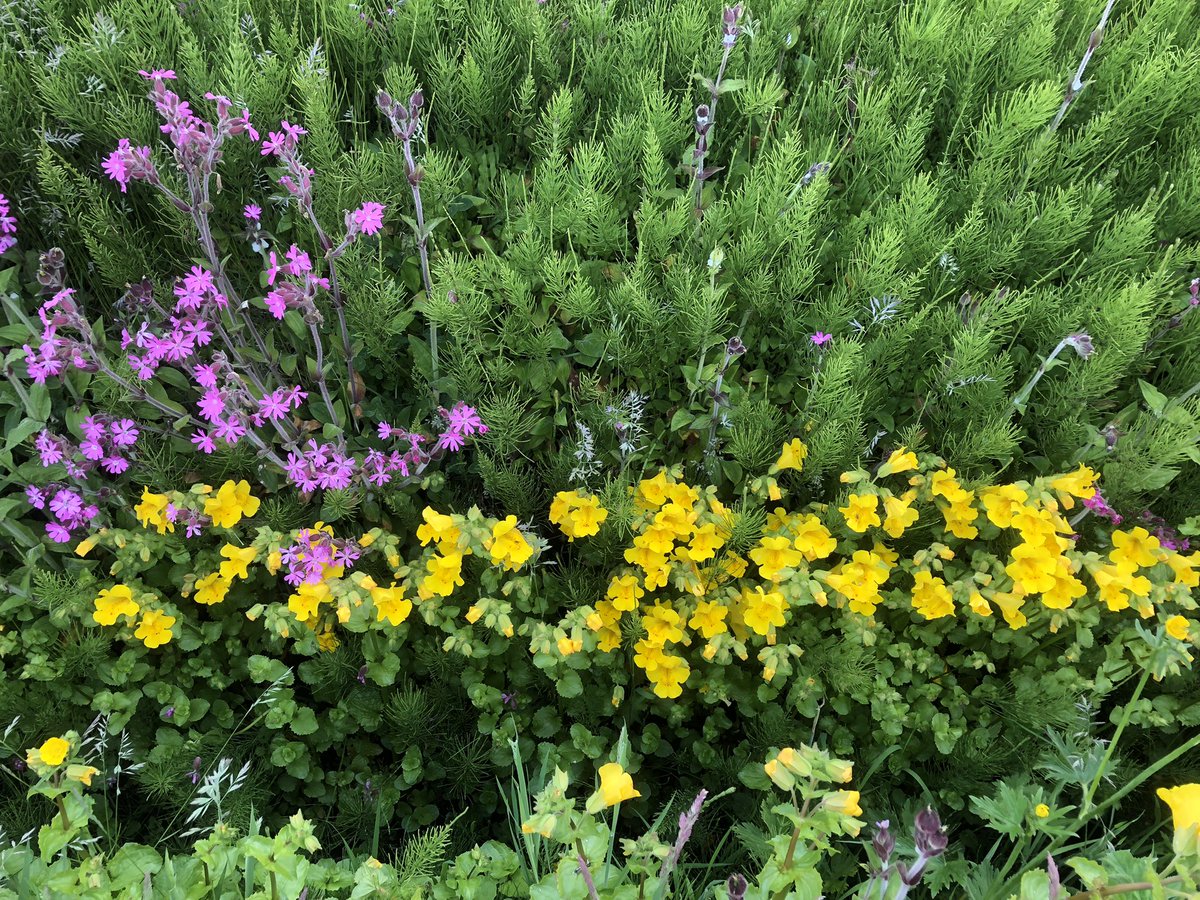 #mothernature does just fine when it comes to flower arranging #Sandwick #Shetland