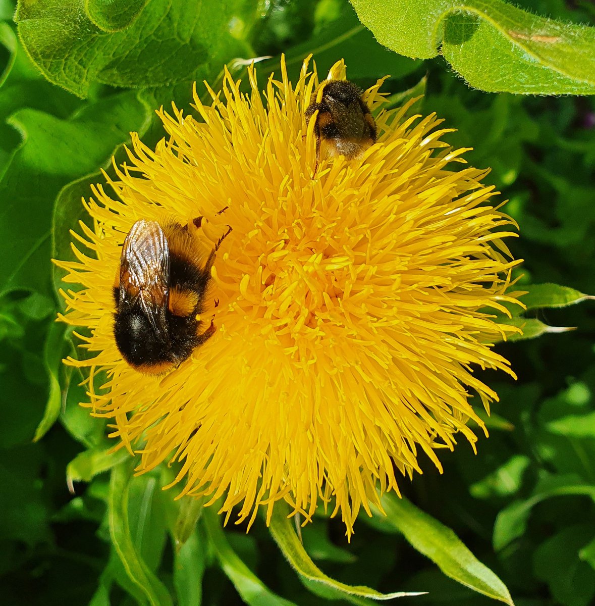 slickokeeffe's tweet photo. Bumblebees napping on some knapweed  #lismore #bumblebee #nap #lismorecasle https://t.co/IaCb628vj3