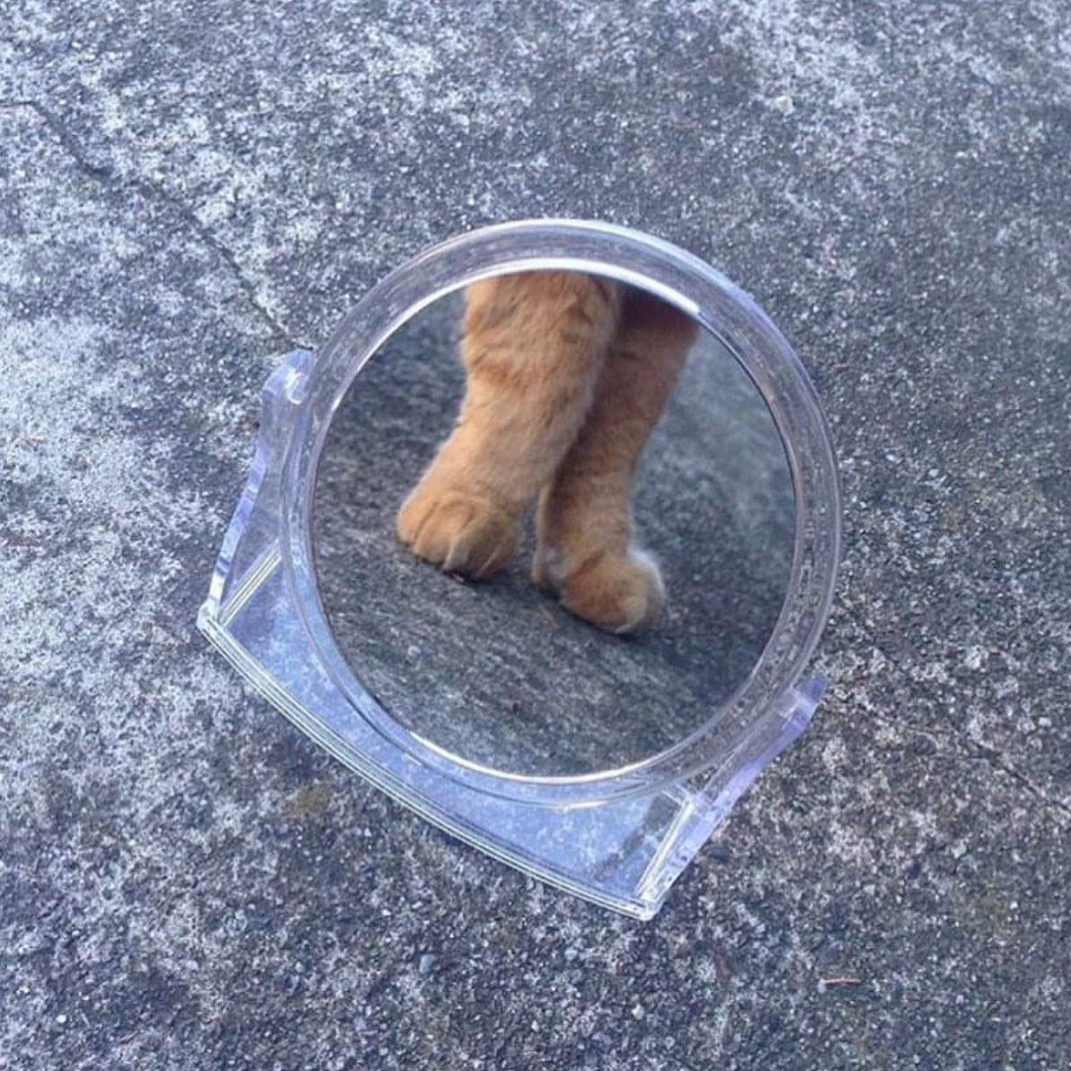 gatitos_qctd's tweet photo. PawlyFans https://t.co/vKcvD6spIC