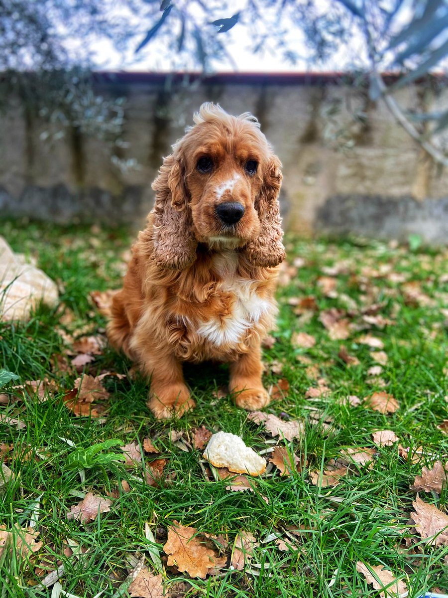 Omaraccio's tweet photo. @PAWSAofficial English Cocker Spaniel https://t.co/XmkfMol1P1