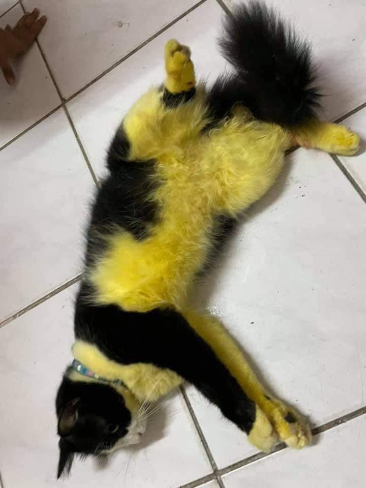 a tiktok was circulating claiming that turmeric powder baths help remove fleas and people tried it. turns out it does work but it also dyes your cat yellow.