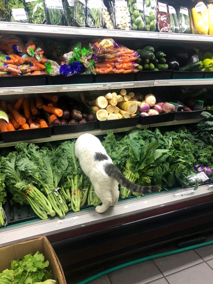 Bodega Cats tweet media