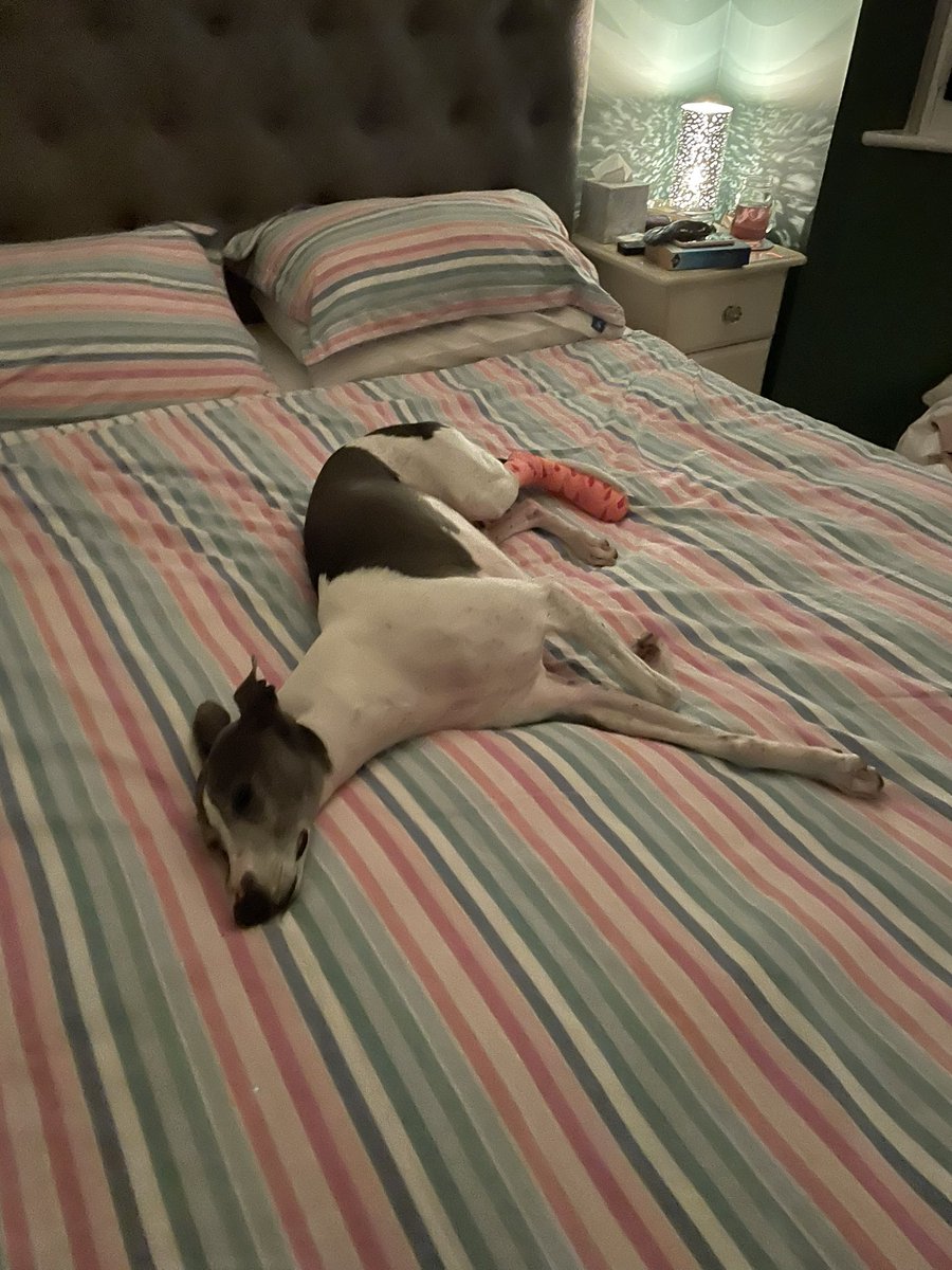 I had a trip to the vets this evening after my super speedy running broke a claw. There was lots of blood but now I’m happily back at home. 😬 🐾