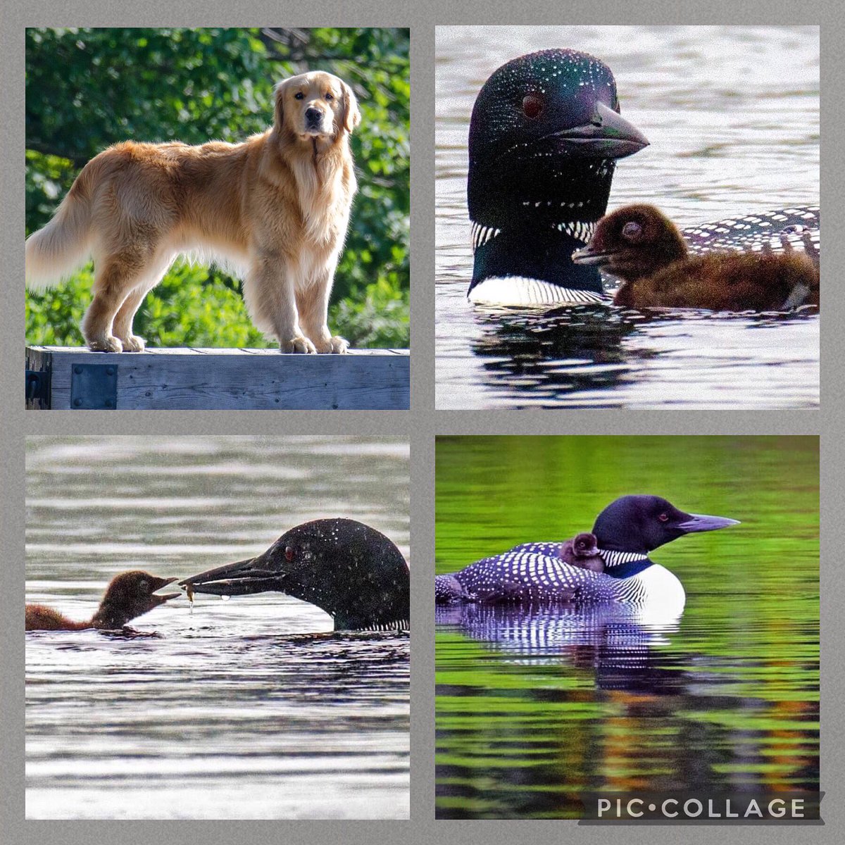 bjaucoin's tweet photo. Tavis busy overseeing the Loon Family of Fancy Lake! Blessed to be surrounded by nature and it’s beauty! @aucoin_raymond #GoldenRetrievers #Loons #LakeLife #FancyLake https://t.co/PZTW6rx1a7