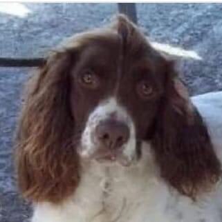 MolliePug's tweet photo. PLEASE READ A PERSONAL APPEAL FROM ROLY'S OWNER STEPHANIE.
ππππππππππ
ππππππππππ
πΎπΎπΎπΎπΎπΎπΎπΎπΎπΎ
It's now been 12 days since Roly was stolen.
We miss him more than you could possibly know. PLEASE help us find our best pal, Roly!
πππππππππ https://t.co/lNT8FX4BpT