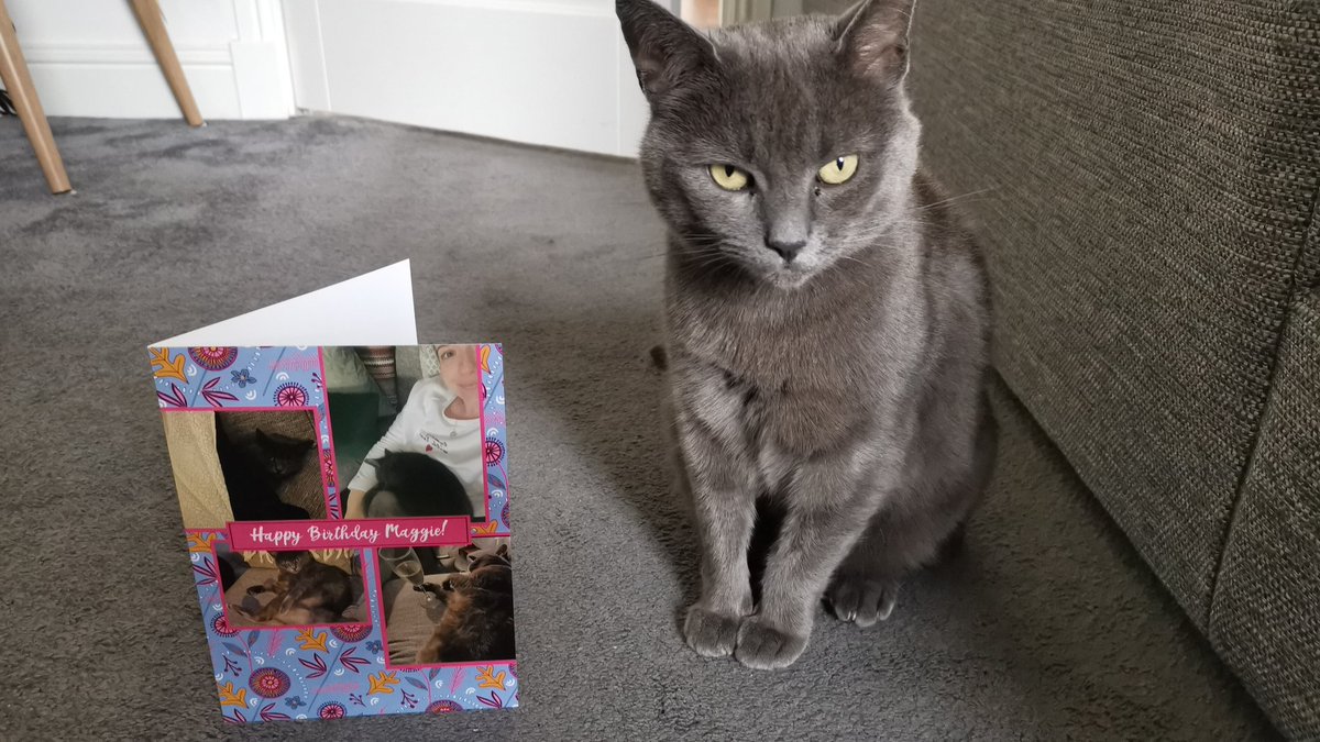 lg_1510's tweet photo. Maggie is 6 today. I bought her a tin of fancy cat food for her dinner. She had an afternoon treat. My sister sent her a card 🤣 Maggie cares not one iota. I love her #sassypants https://t.co/XtX5uB8Xx8
