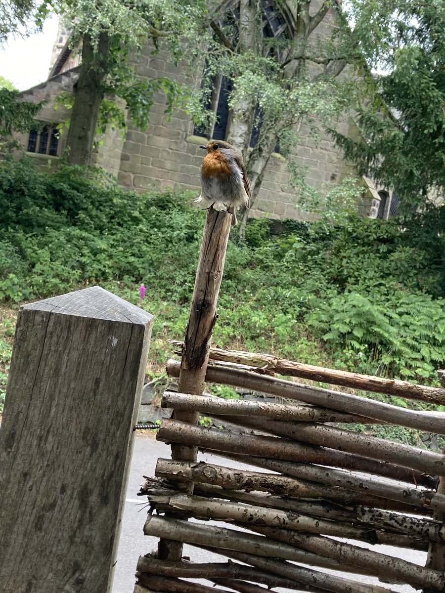 Stuart4Lees's tweet photo. A little visitor to the table today. #ChurchInn #Mobberley #Robin https://t.co/OPPzQXRjD7
