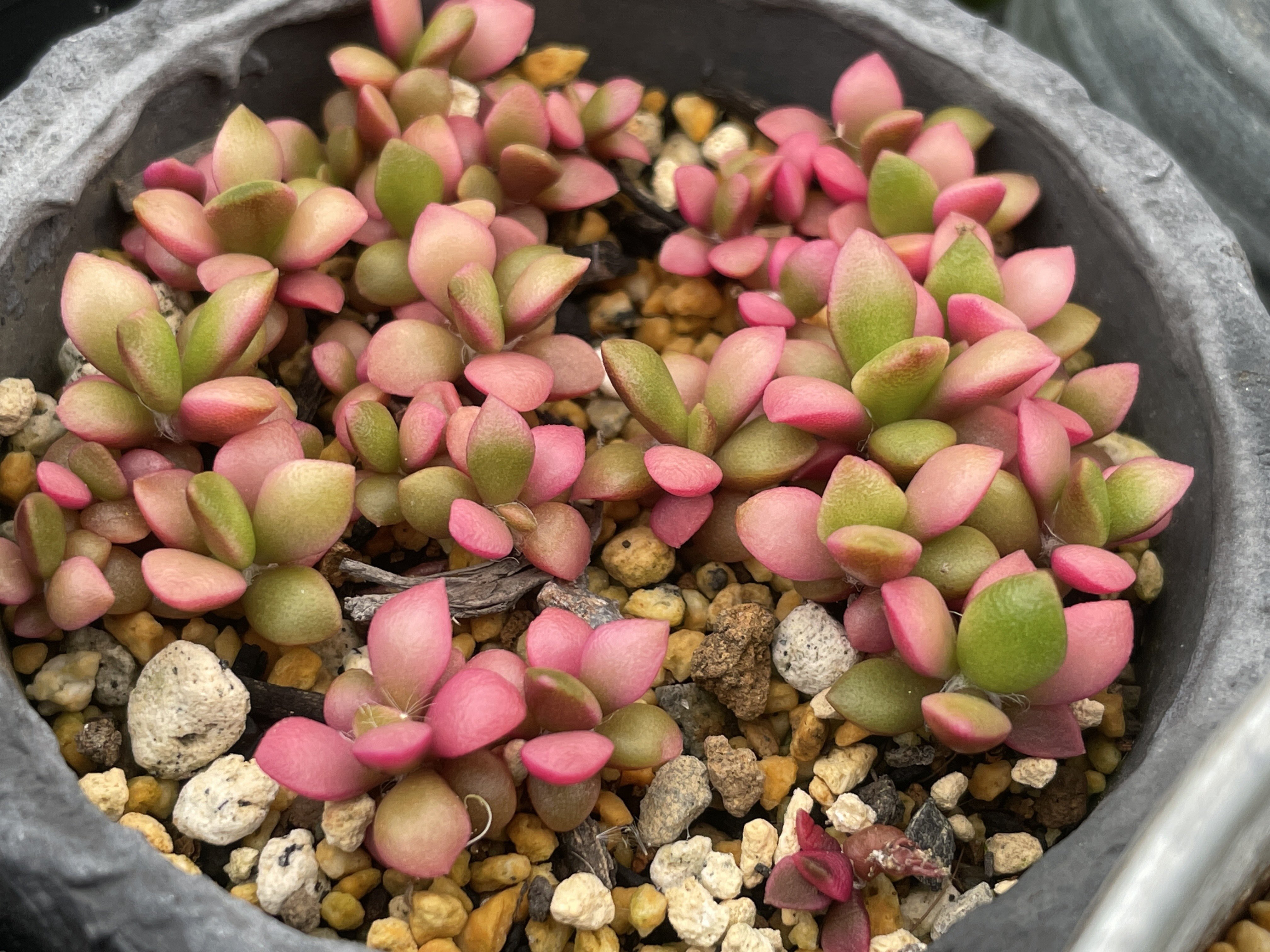 ツッッツー 多肉植物 ミセスサキュレント 大きくなる気配のないミニ桜吹雪 いや このサイズでいてくれるならそれはそれで良しなんだがw 多肉植物 桜吹雪 T Co Jp0ztaiprx Twitter