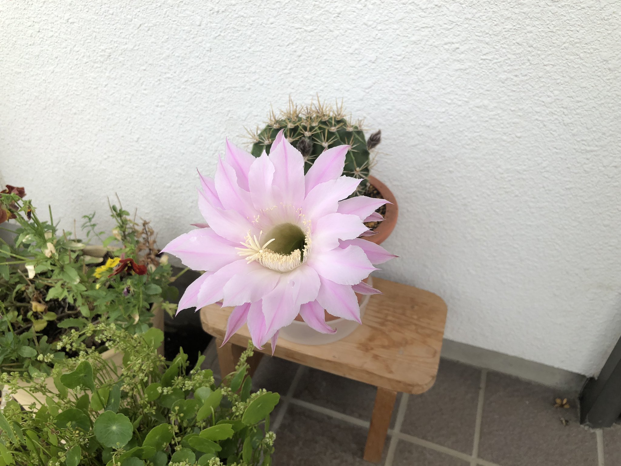 Uzivatel ルーン占術師 ににか Na Twitteru お客さんの家に行ったら咲いてたサボテンの花 一日で枯れてしまう花なのに 見れた私はとってもラッキーでした これが見れた人に幸運が訪れますように サボテン 花 サボテンの花 幸運 ラッキー 幸運の花 占い