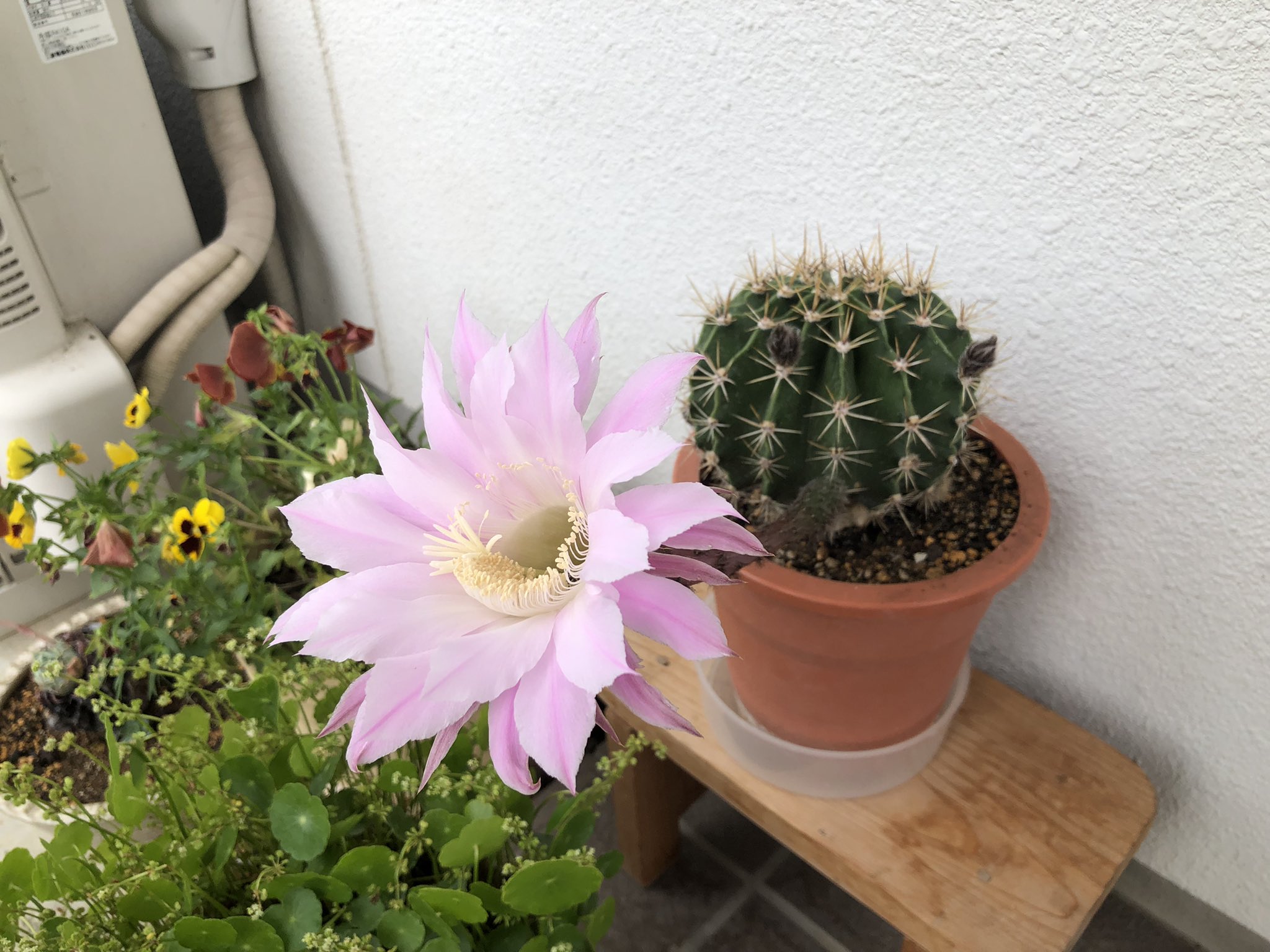 幸運の花 Twitter Search Twitter
