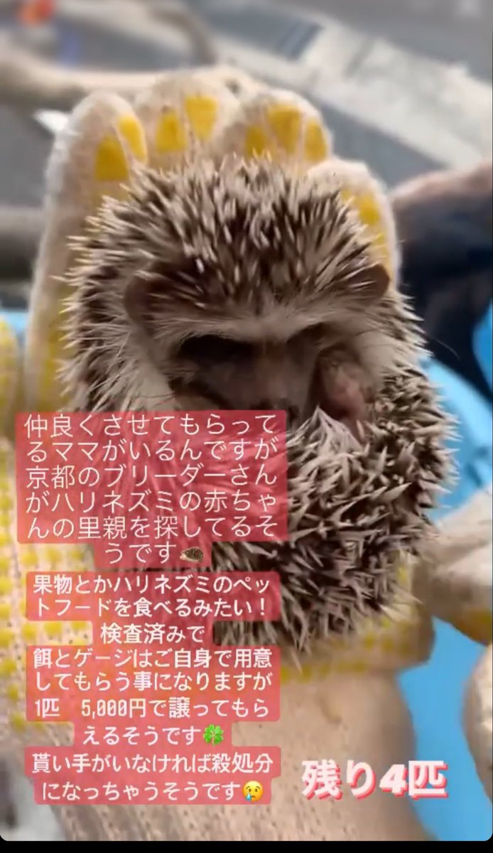 すーちゃん チンチラの雪緒くん Suzuuuuuuzu Twitter