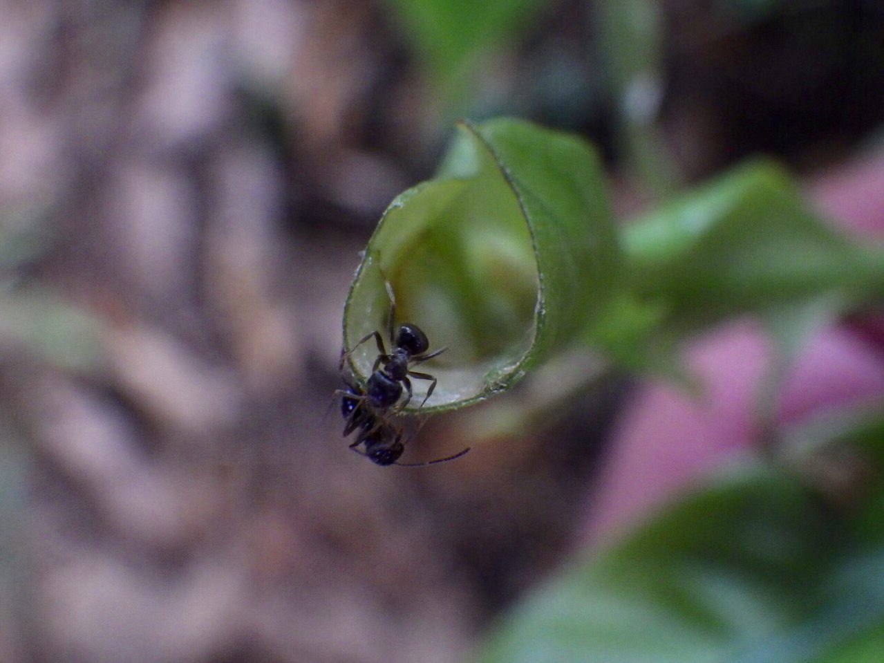 ウルサい小僧 別のマテバシイ まるまった葉はムラサキツバメの幼虫の巣 アリ達が出入りする 幼虫はアリに蜜を与え アリは天敵から幼虫を守る Powderedoakblue Butterflies Ants Insects Japannature T Co Hmncrvb5mk Twitter