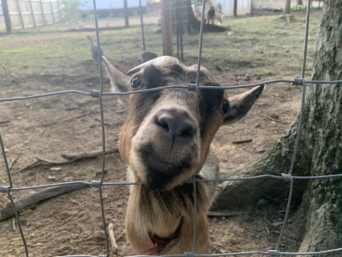 BBBSShelby's tweet photo. So much fun for a great cause! #BIGNightOnTheFarm https://t.co/TFD456Cq7f
