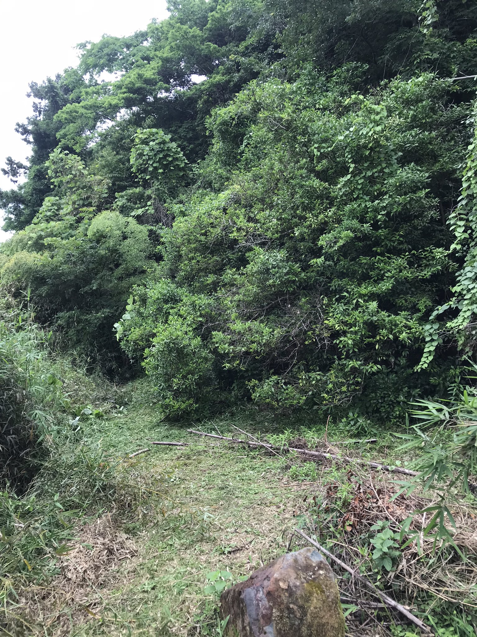 三宅洋平 若竹と葛に覆われかけていたキング柚子の大木の救出に成功 果樹がある場所を点と点で繋ぐように山を草刈り あとの 膨大な土地は自然遷移に任せて60年後くらいには山のバランスを戻すかな 近ごろ草刈りで腰をやらないために 姿勢の先生に通っ 三宅洋平 若竹と葛に覆われかけていたキング柚子の大木の救出に成功 果樹がある場所を点と点で繋ぐように山を草刈り あとの 膨大な土地は自然遷移に任せて60年後くらいには山のバランスを戻すかな 近ごろ草刈りで腰をやらないために 姿勢の先生に通っ