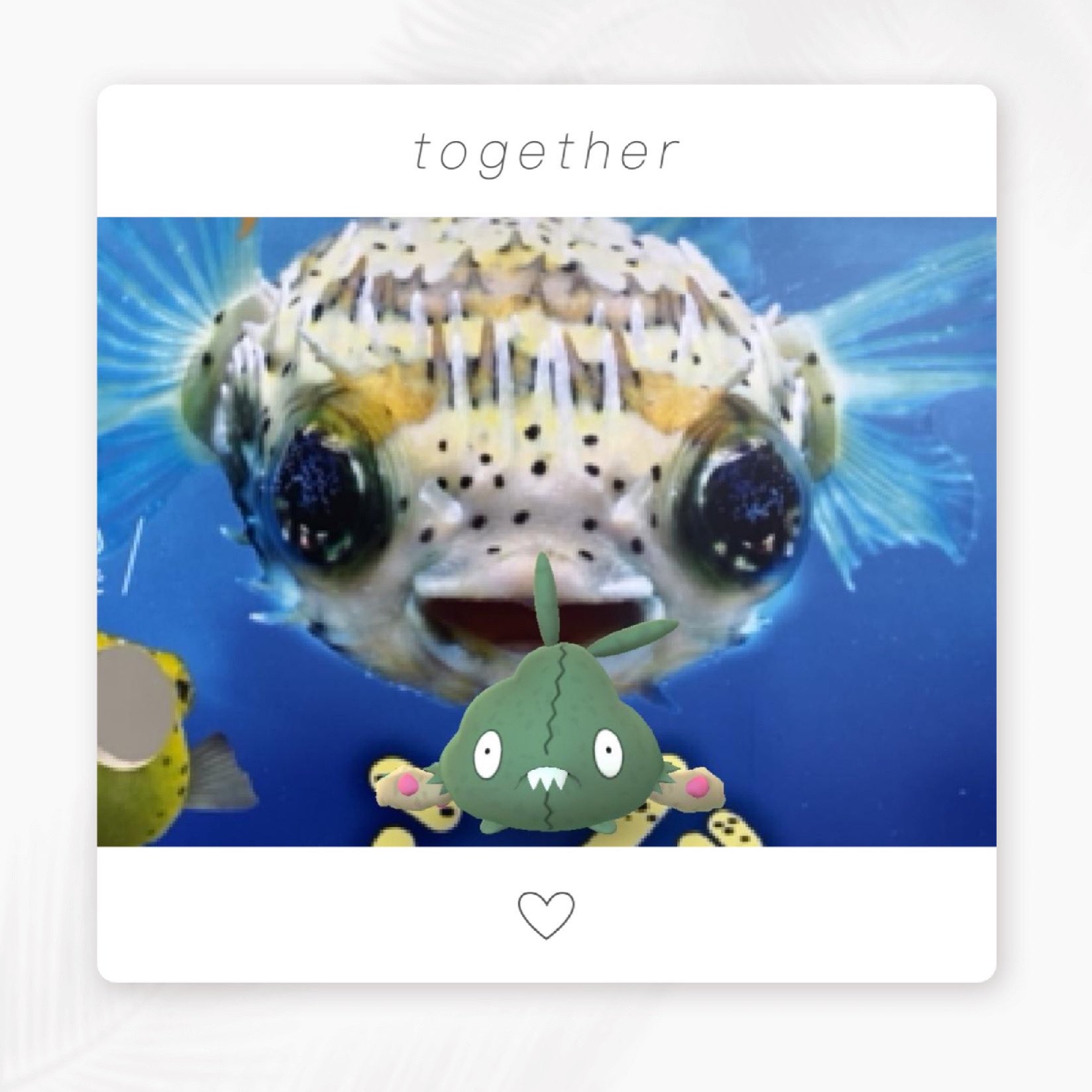 ポケモンと勉強 日本語 中国語 英語 甥っ子と水族館デート フグ館にて Puffer Fish 河豚 ふぐ 河豚鱼 Hetun Yu 복어 ポケモン Pokemon 日本語 中国語 英語 Japanese Chinese English Let S Study Japanese And Chinese Together With