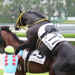 放馬してしまった競走馬、その後まさかの行動に出てしまう!