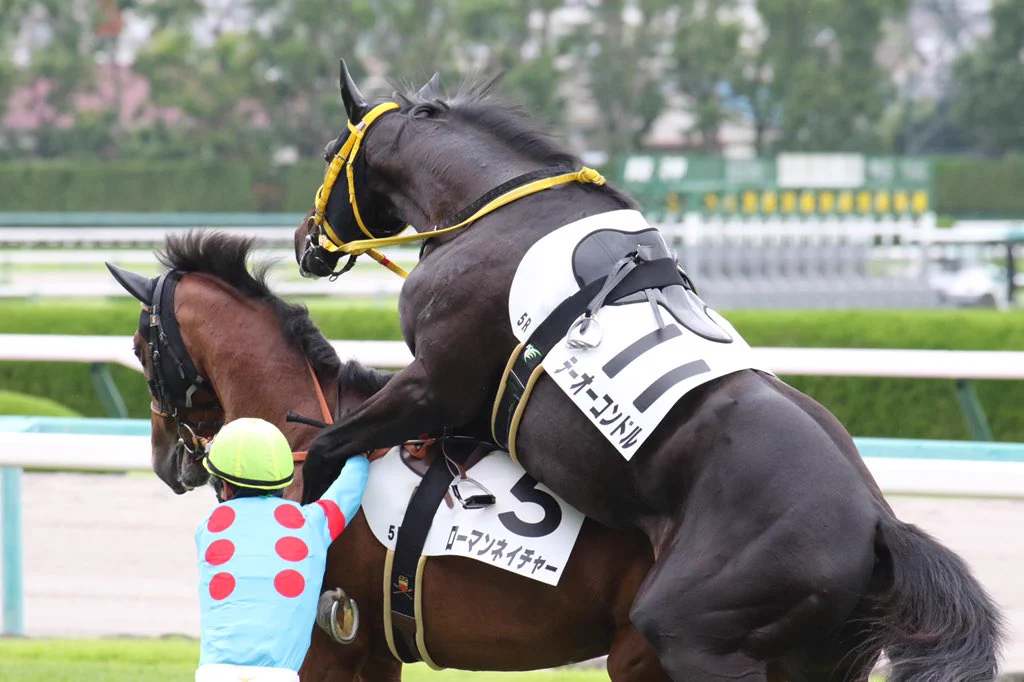 放馬してしまった競走馬、その後まさかの行動に出てしまうｗｗｗ