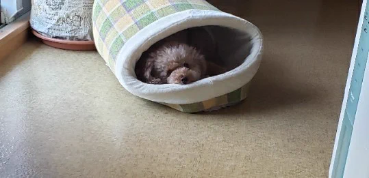 @tyomateee2 家の娘は多分ヤキモチ妬くわ、こんな感じに 