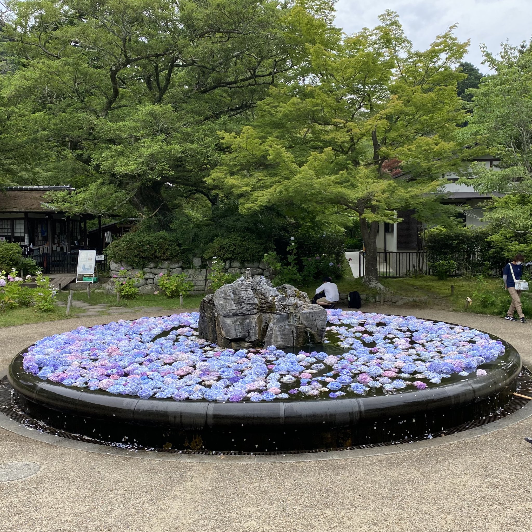 久安寺 久安寺です あじさいうかべは今度の日曜日までの予定です 境内の紫陽花 沙羅 睡蓮 まだ見頃ですよ 超小雨はお昼前にはあがるでしょう 太陽照らず 紫陽花にはいい感じのお天気ですね あじさいうかべ アジサイ あじさい 紫陽花 久