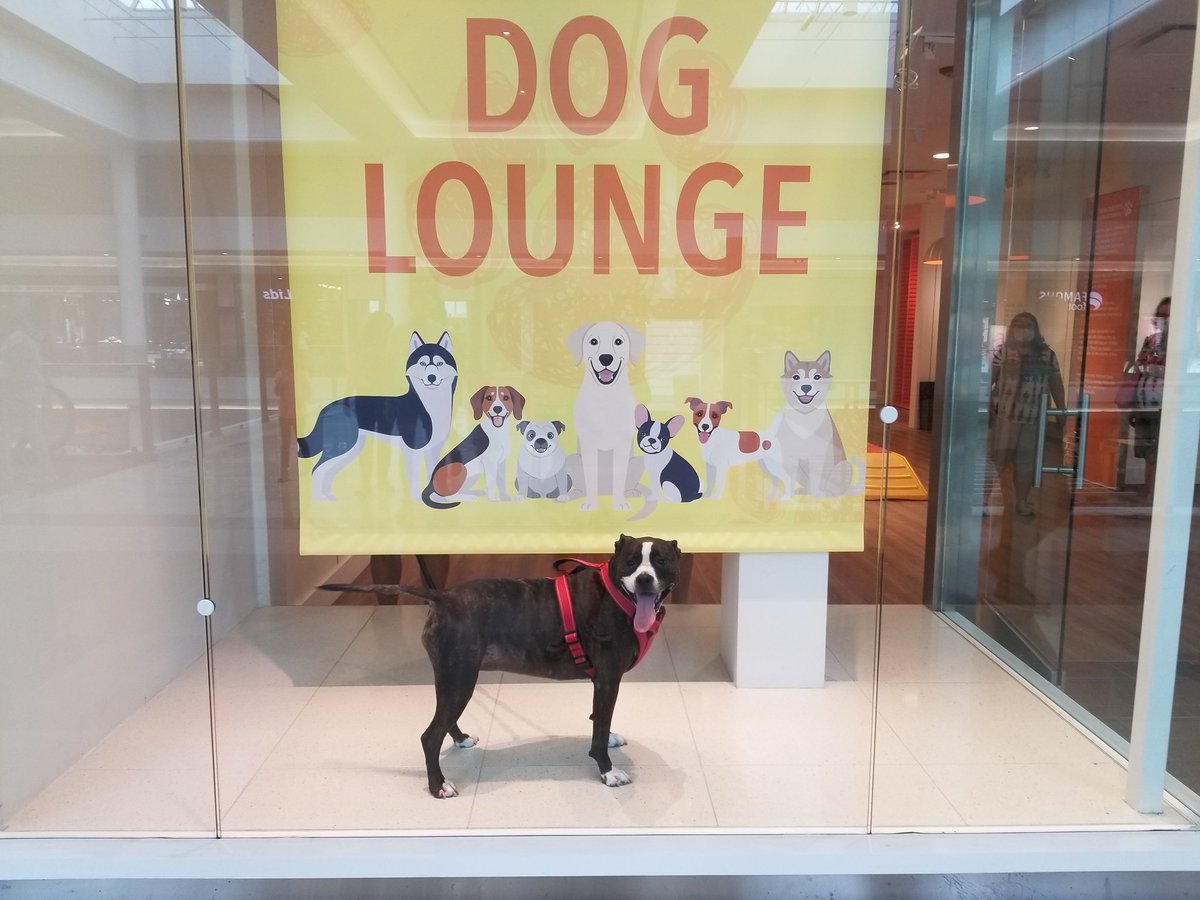 fannyvlahos's tweet photo. @YorktownCenter Stella just had to pose in the window at your dog lounge.  I think we're eyeing a modeling contract,  no?! #dogsofyorktown #yorktowncenter #pitbullsarethebest #rainySaturday #ohandmysonlovespacmanzone #idotoo #modeldog https://t.co/xfBZDzgzXO