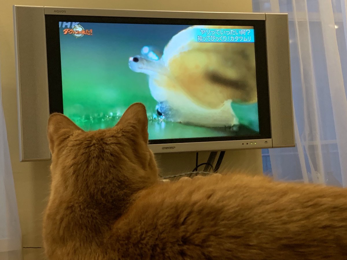 Yano_Akiko's tweet photo. “Mom, snails are amazing. Did u know that? “
タイタスとわたしはカタツムリの歯の構造に驚いている。
#whodesignedit https://t.co/wHUw5e1pxh