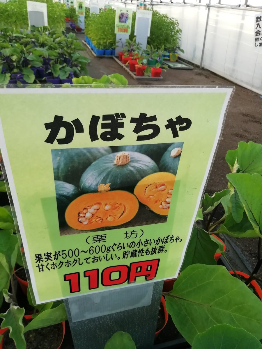 ট ইট র 花のまつうら 6月26日販売開始の苗 かぼちゃ 栗坊はミニかぼちゃです メルヘン くり将軍は一般的なかぼちゃです 3番目のハウスににあります 花のまつうら
