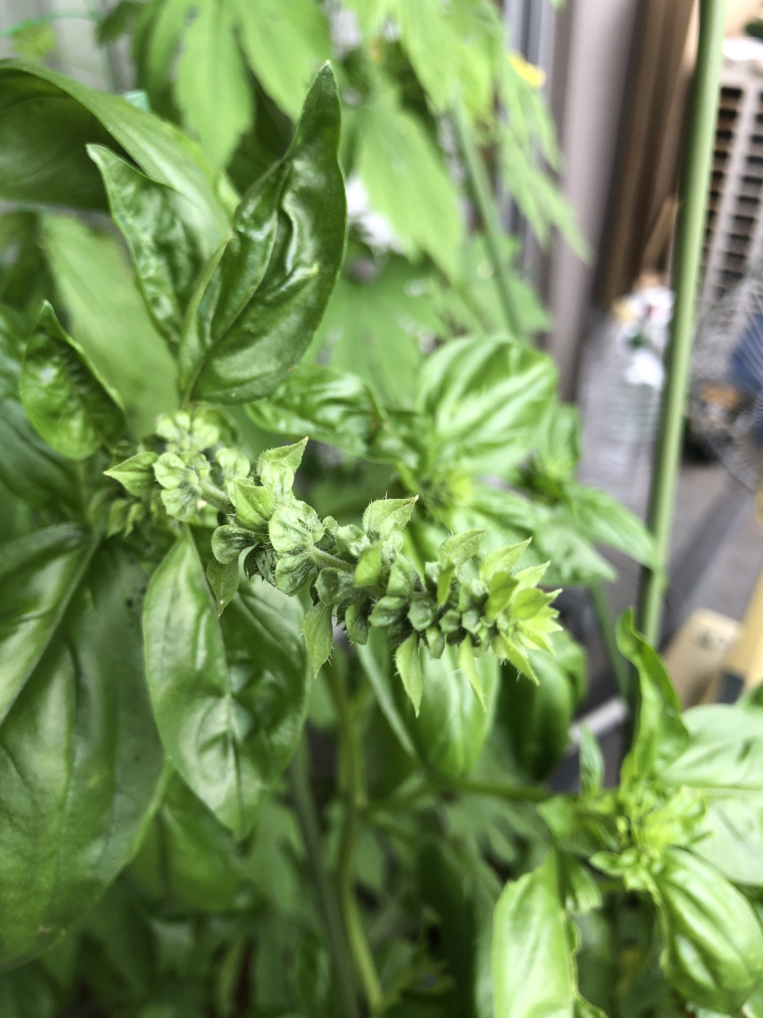 Lala ガンガン延びたバジル 花が咲きそう 花が咲いたら終わり ミニトマトはまだ収穫には早いのでカプレーゼ出来ないのだが Lala ガンガン延びたバジル 花が咲きそう 花が咲いたら終わり ミニトマトはまだ収穫には早いのでカプレーゼ出来ないのだが