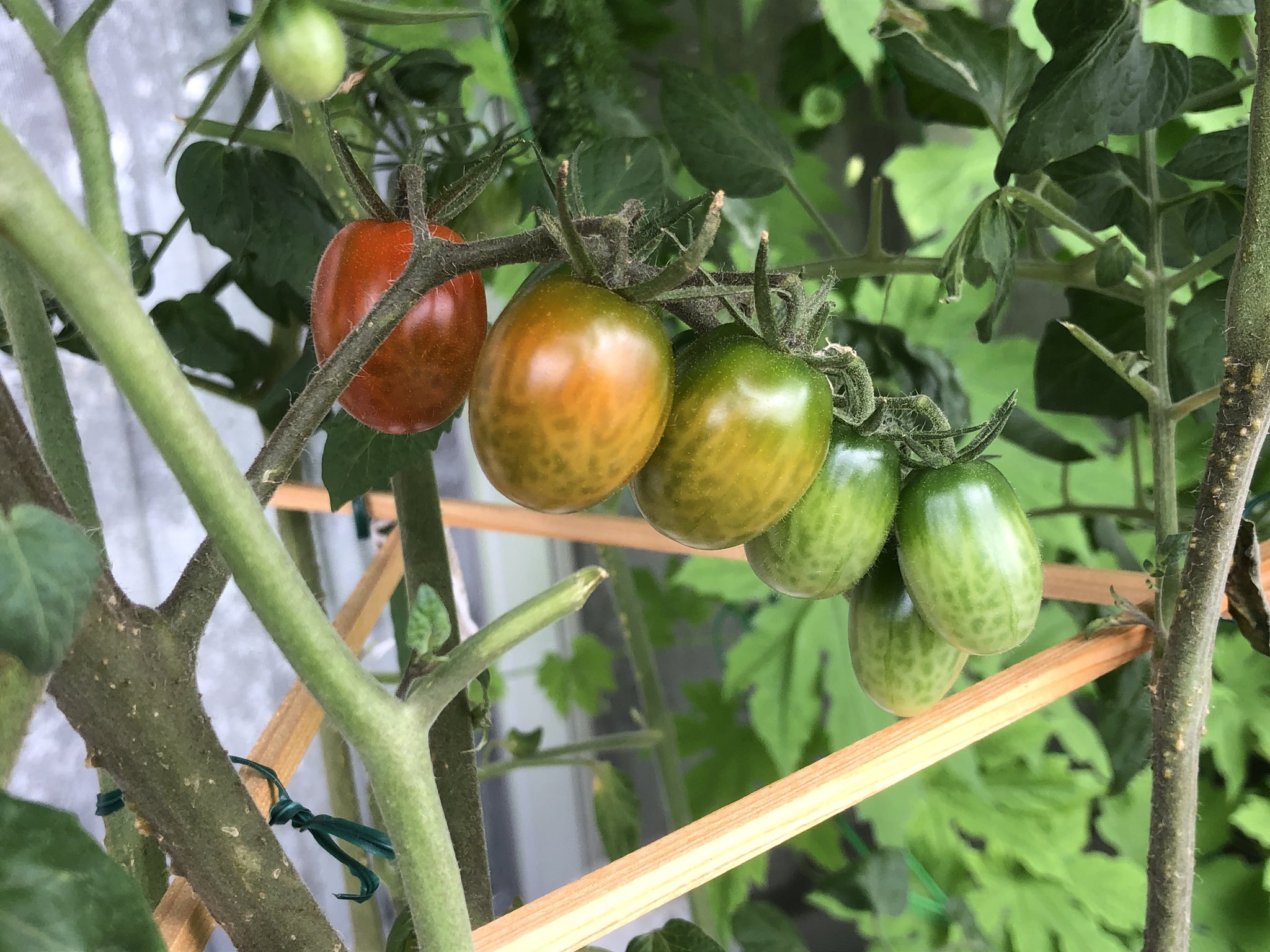 Lala ガンガン延びたバジル 花が咲きそう 花が咲いたら終わり ミニトマトはまだ収穫には早いのでカプレーゼ出来ないのだが T Co Nengicblez Twitter