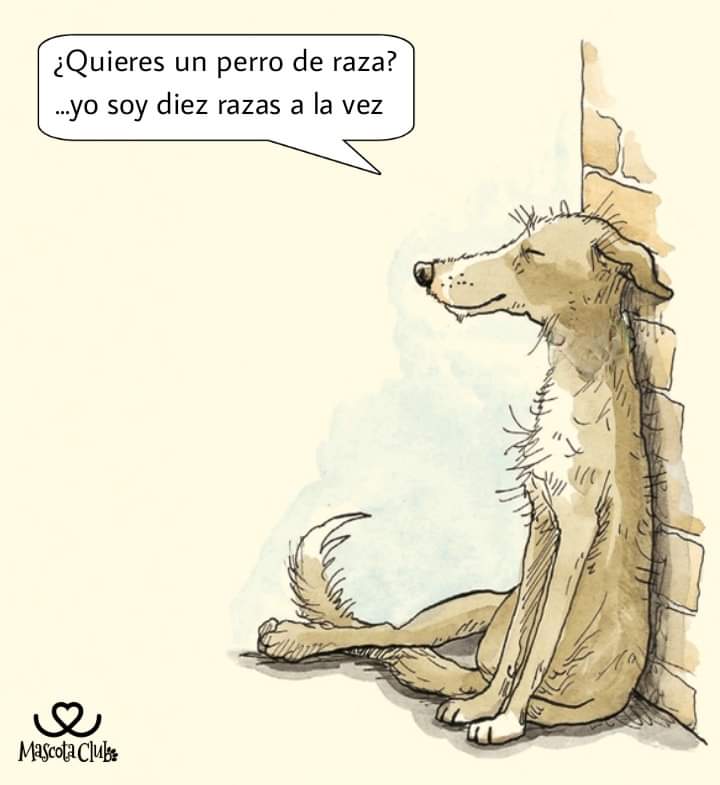 jaguafiestapy's tweet photo. Adopta un multi-raza 🤭💓 https://t.co/bfZYCEANlO