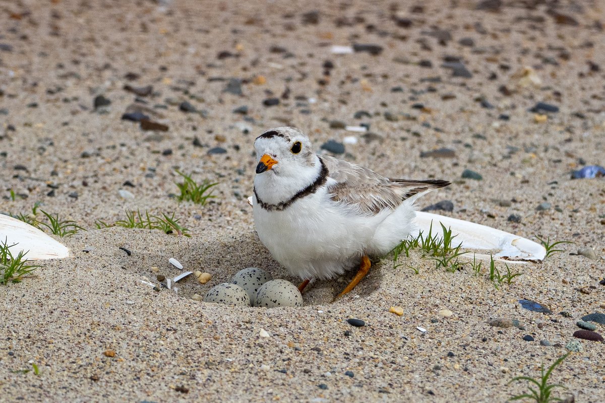 Adam Balsam tweet media