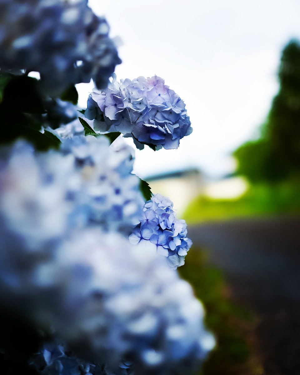 NBC_XXXV's tweet photo. 紫陽花       #紫陽花 https://t.co/fn98LDB8oV