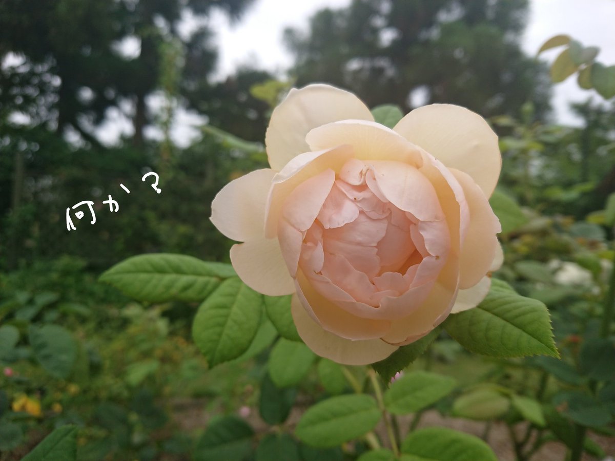 mi4rinrin's tweet photo. 声が聞こえてきそう🤭 ˒˒ https://t.co/VuTcEj6sm7