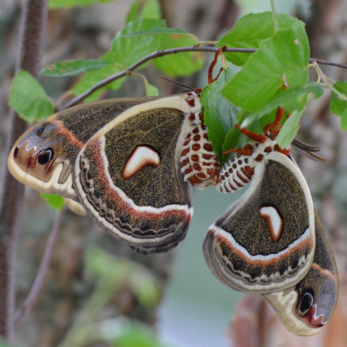 zgillespiephoto's tweet image. Cecropia Moths doing what Cecropia Moths gonna do
The largest native moths in North America, they live just 5 or 6 days in their adult form
#cecropiamoth #cecropia #moth #moths #mothsandbutterflies #darbycreek #wildlife #nature #photography #wildlifephotography #naturephotography
