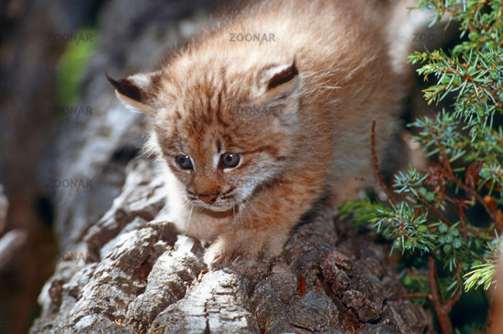 LynxesDaily tweet picture