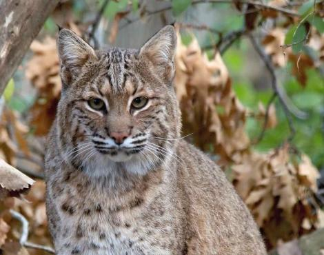 LynxesDaily tweet picture